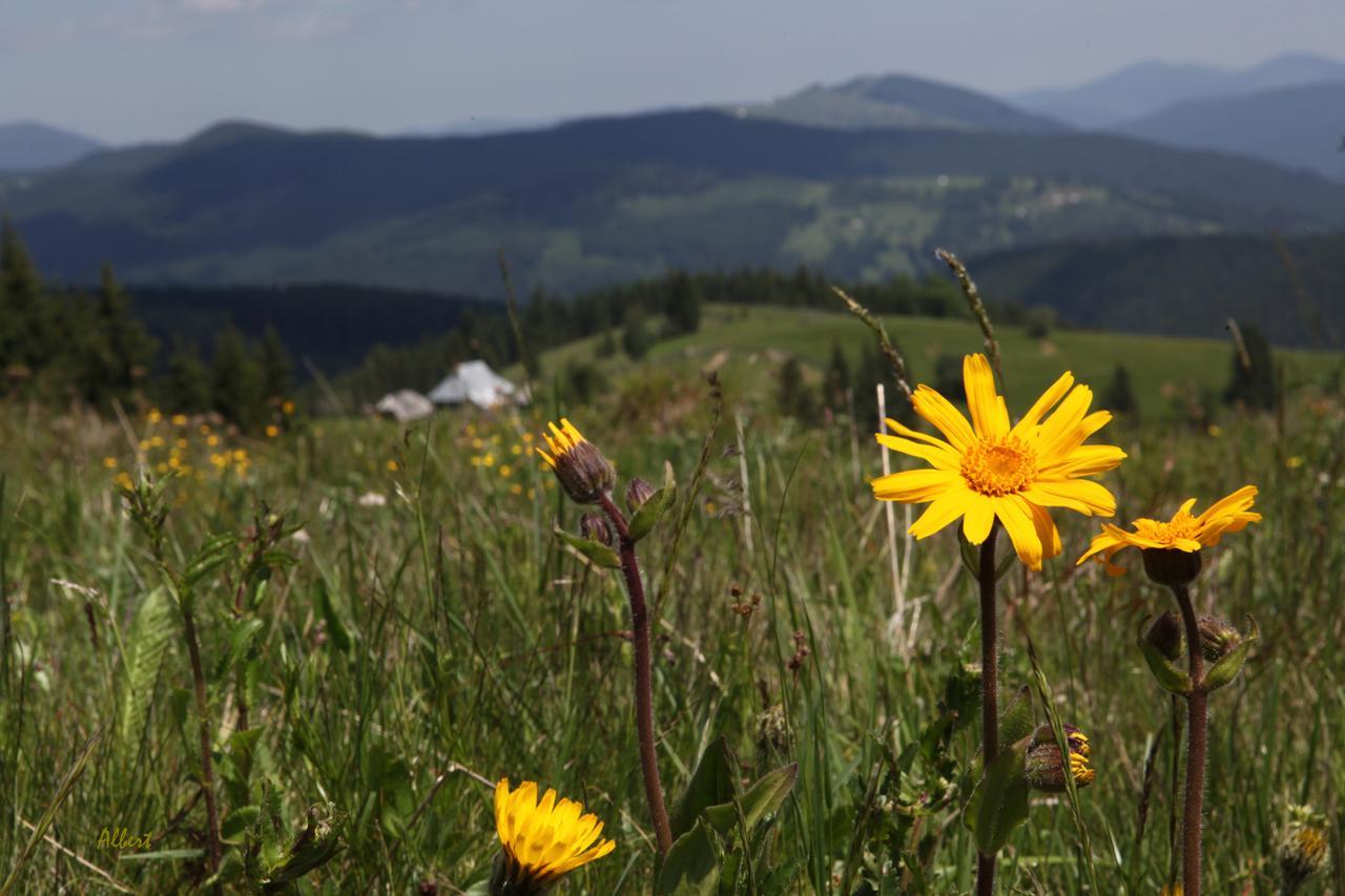 Arnica Montana Hotel Arieseni Bagian luar foto